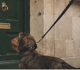 Perro junto a la puerta de una vivienda en Madrid